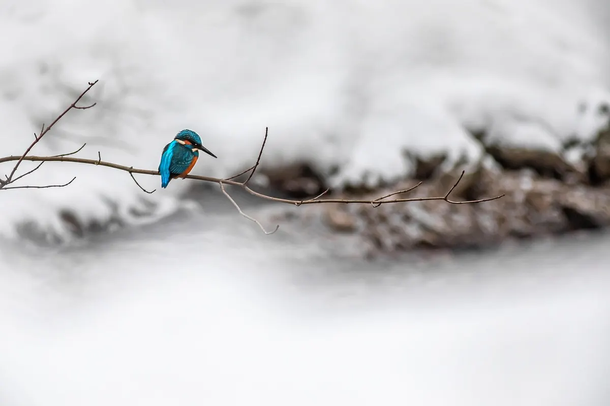 A Year on a UK River: Seasonal Wildlife Calendar for Birdwatchers and Naturalists