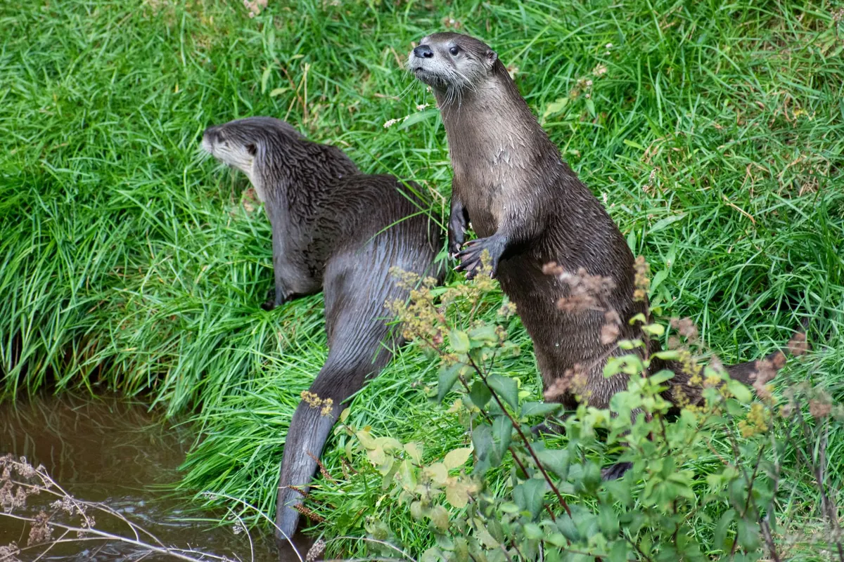 How to Spot an Otter on a UK River: Fieldcraft, Signs and Best Times